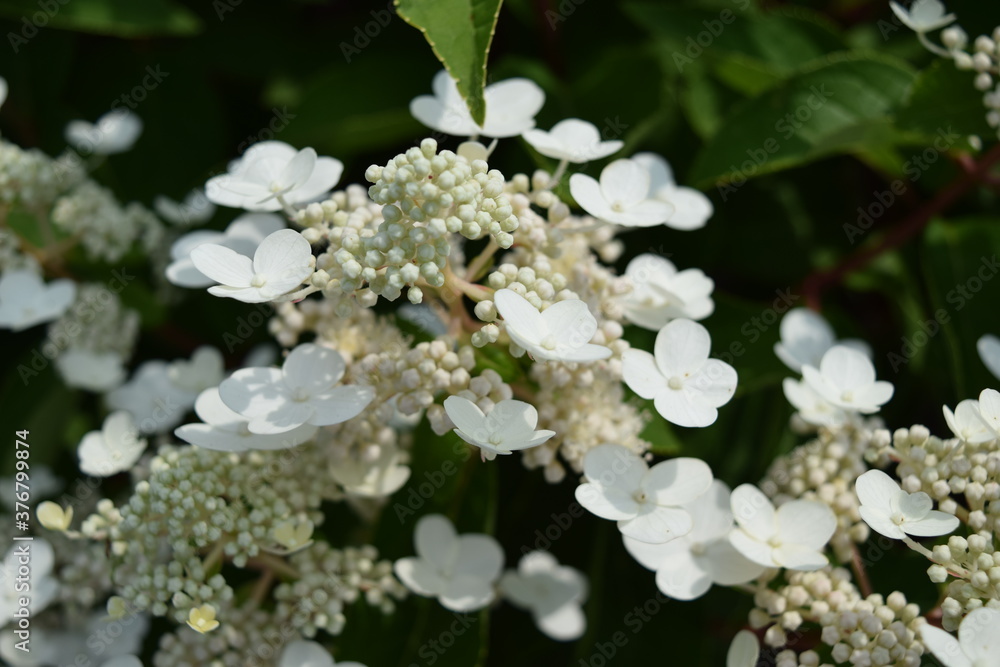 ダルマノリウツギ（アジサイ）