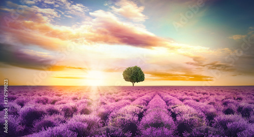 Photography Beautiful lavender field with single tree under amazing sky at sunset
