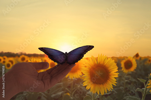 Canvas Print Woman holding beautiful morpho butterfly in sunflower field at sunset, closeup