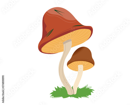 Mushroom forest, autumn food, fungus collection, white darner ingredient isolated on white, design, flat style vector illustration. Season organic chanterelle, edible fresh raw material, wild harvest.