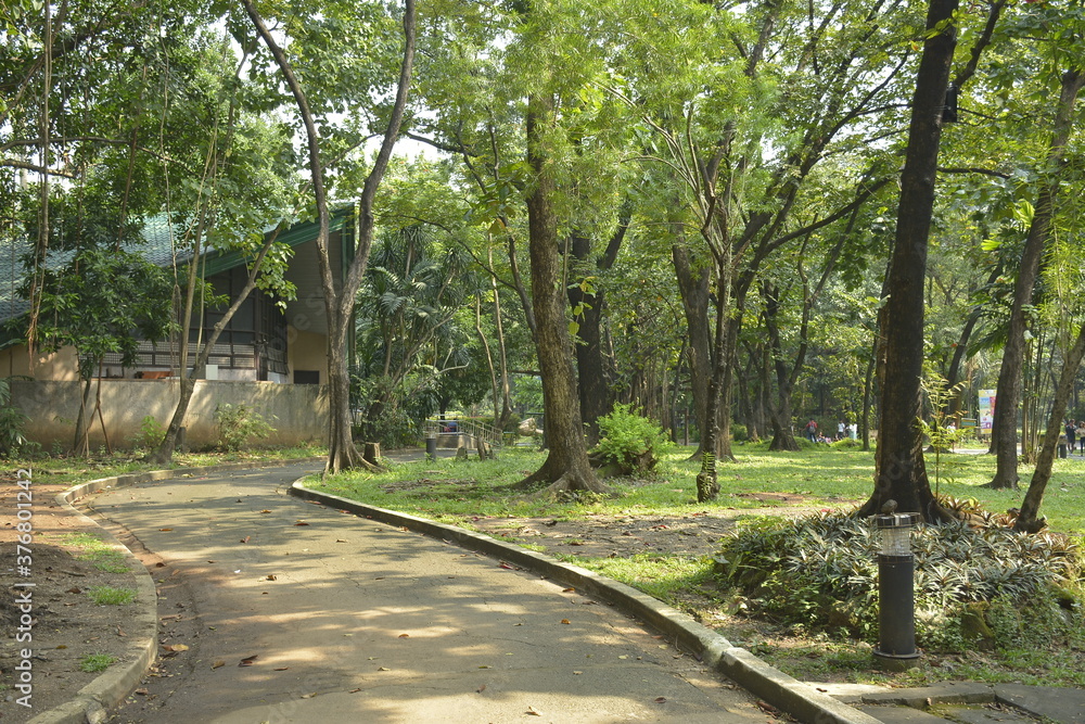 Ninoy Aquino parks and wildlife surrounding trees in Quezon City, Philippines