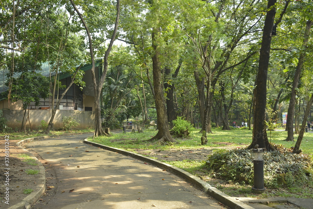 Ninoy Aquino parks and wildlife surrounding trees in Quezon City, Philippines Ninoy Aquino parks and wildlife surrounding trees in Quezon City, Philippines