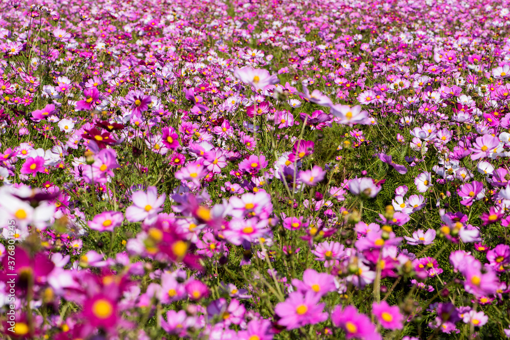 The ground is full of Gesang flowers, with the background of flowers