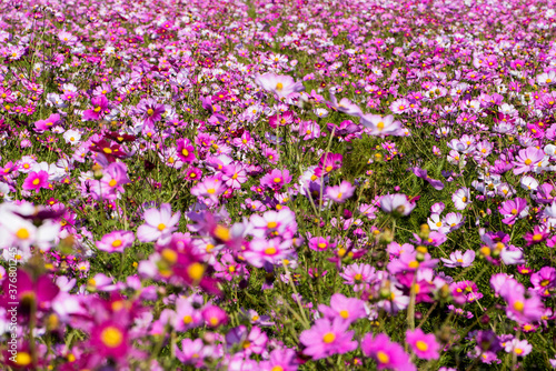 The ground is full of Gesang flowers  with the background of flowers