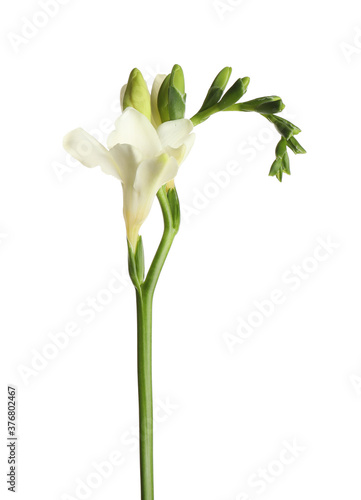 Beautiful blooming freesia flower isolated on white