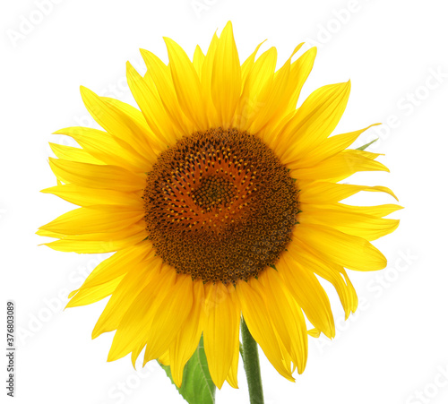 Fototapeta Naklejka Na Ścianę i Meble -  Beautiful bright blooming sunflower isolated on white