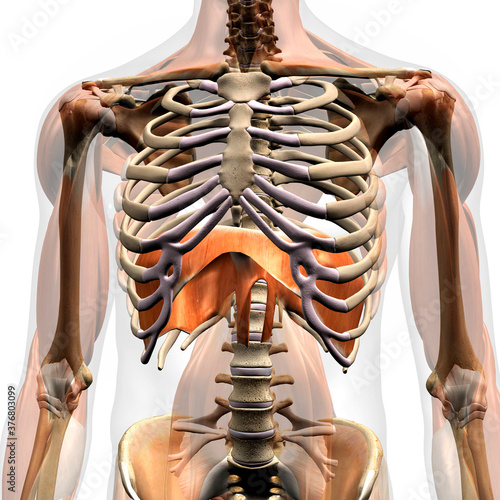Diaphragm Muscle, Human Anatomy 3D Rendering photo