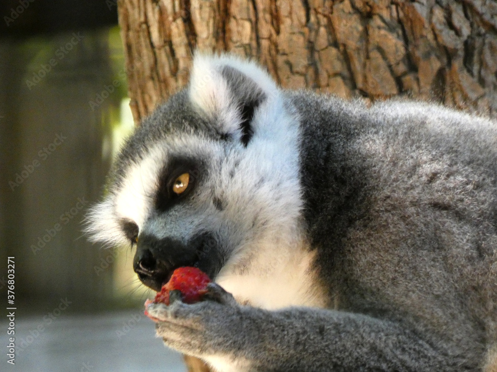 Fototapeta premium lemur pierścieniowy