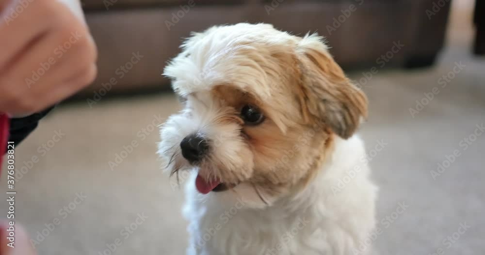 A curious little Shorkie puppy watches his mom adjust his red collar