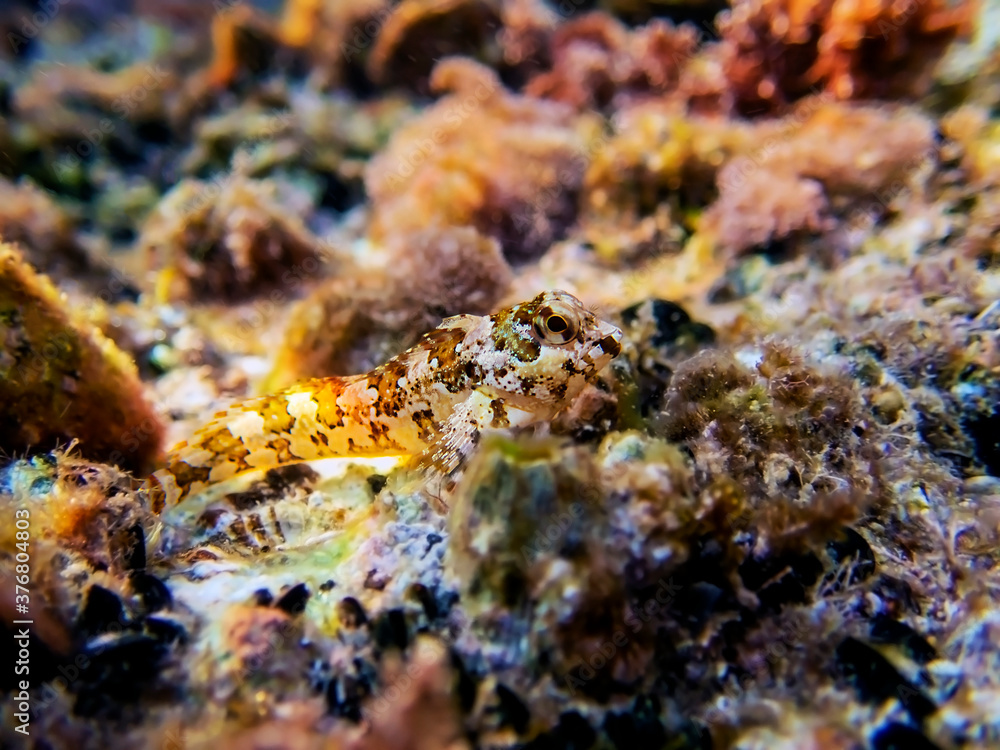 Combtooth Mediterranean blenny fish - Lipophrys trigloides