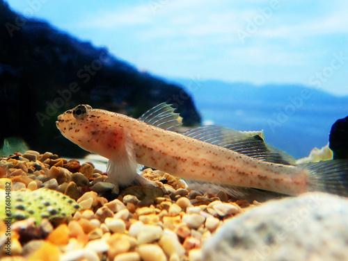 Bucchich's Mediterranean sea goby fish - Gobius bucchichi photo