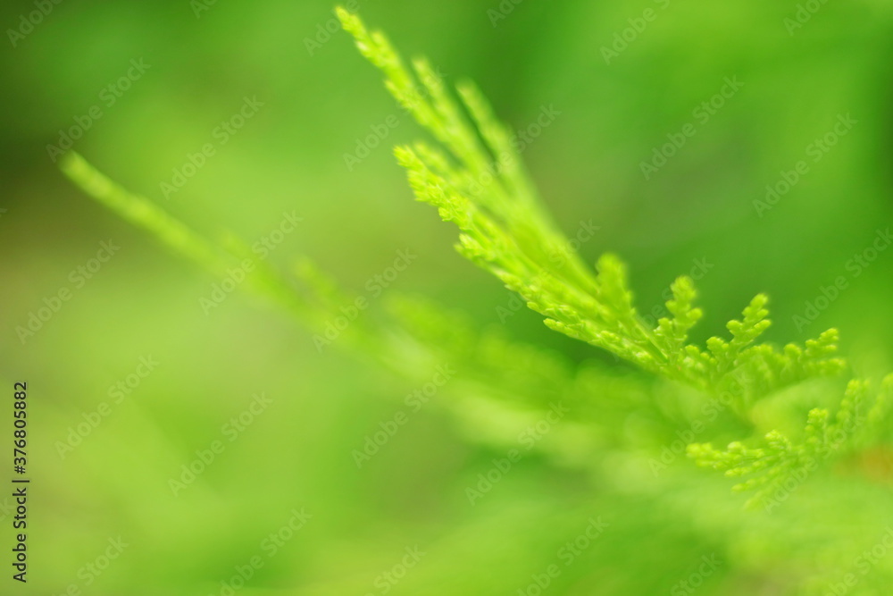 macro de una hoja de pino con suave fondo verde desenfocado, soft, bokeh, vintage, green, dreamy macro de una hoja de pino con suave fondo verde desenfocado, soft, bokeh, vintage, green, dreamy
