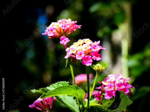 pink flowers in the garden