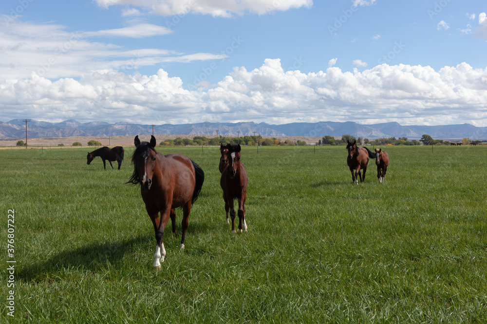 Obraz premium Horses in a green summer pasture