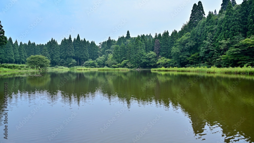 Obraz premium 静寂に包まれた夏のカキツバタ群生地の情景