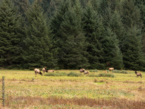Elk in a meadow in the Pacific Northwest 