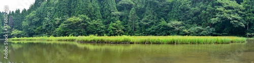 静寂に包まれた夏のカキツバタ群生地のパノラマ情景