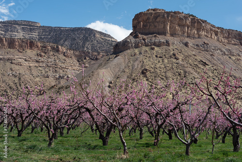 Spring orchard in bloom with a sandstone butte in the background in western Colorado's Fruit and Wine Country