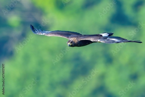 グリーンバックに優雅に飛ぶイヌワシ幼鳥 © Scott Mirror