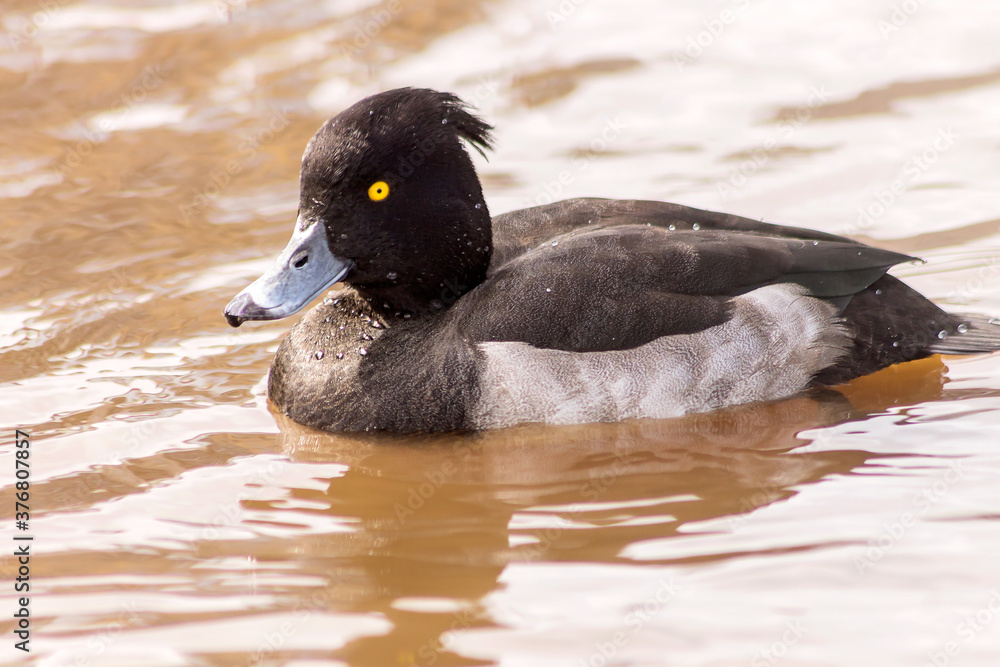Fototapeta premium Mallard Crested Duck or Nigella floats on a small reservoir.