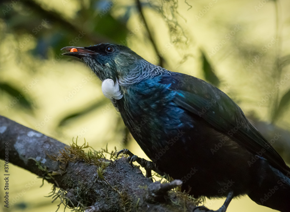 Wild New Zealand Tui Bird
