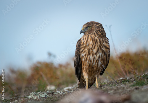 Wild New Zealand Kahu Hawk portrait