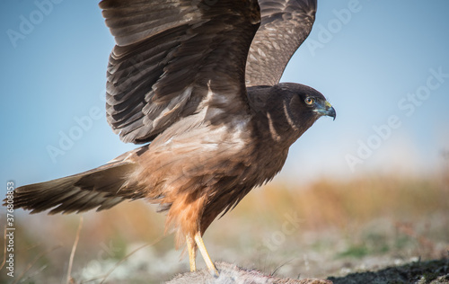 Wild New Zealand Kahu Hawk photo