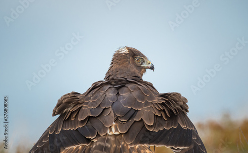 WIld New Zealand hawk photo