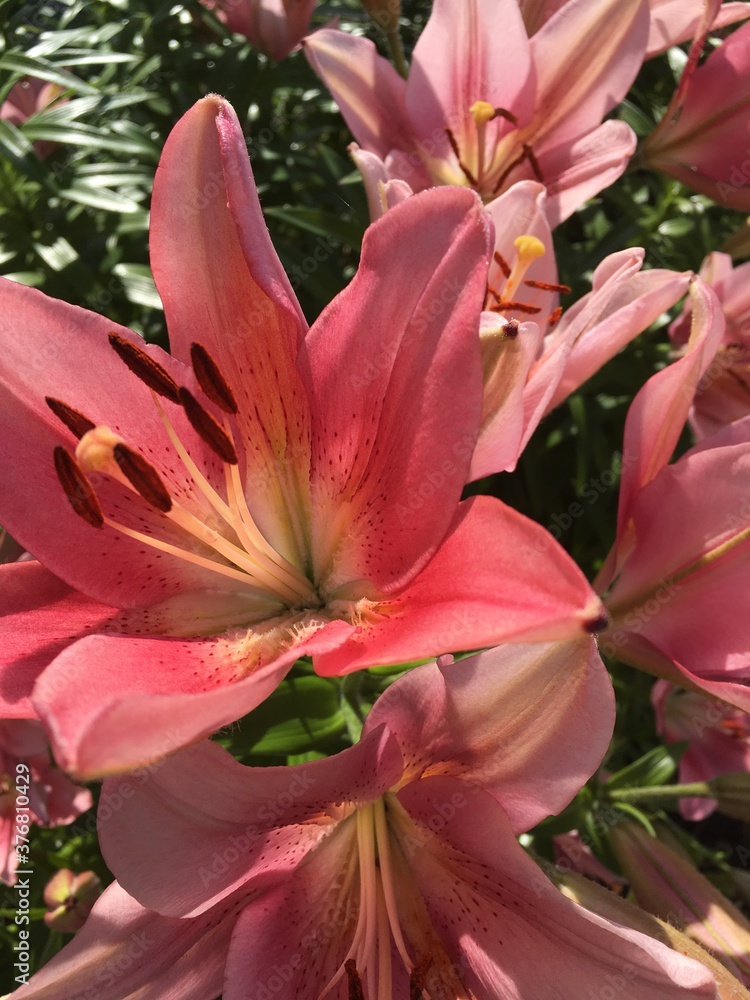 Sun-kissed lilies burst forth a summer hello in oranges, salmon, yellows and burgundy Sun-kissed lilies burst forth a summer hello in oranges, salmon, yellows and burgundy
