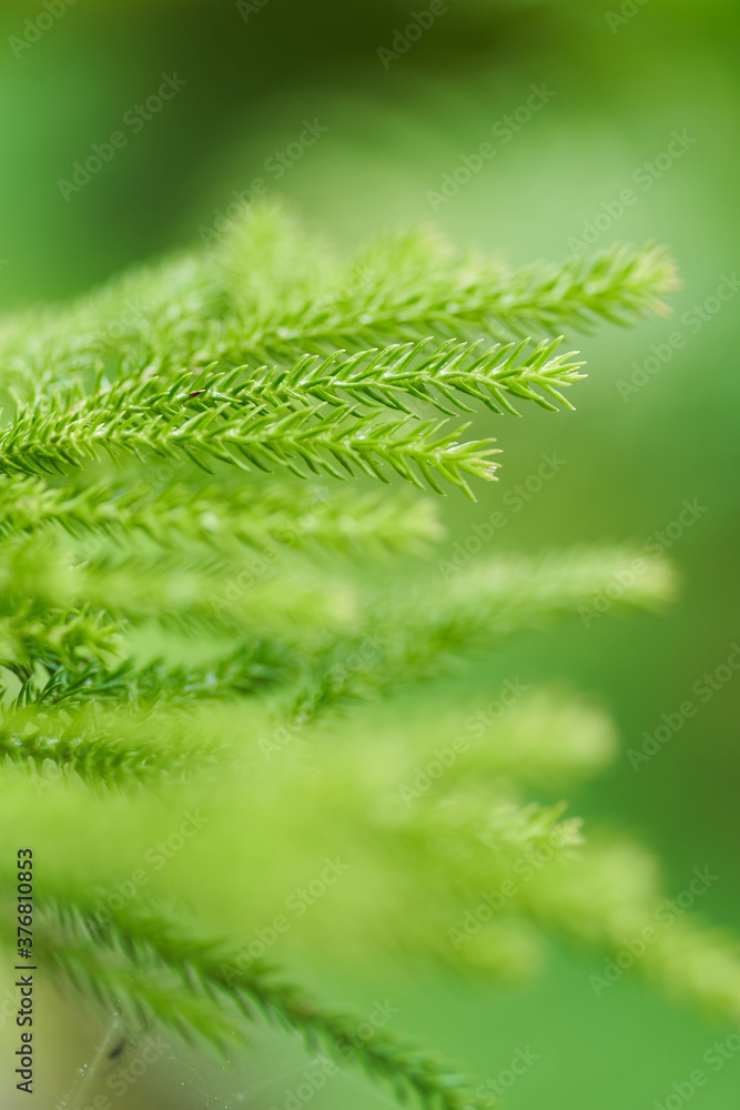 Close up macro shot of green nature plants