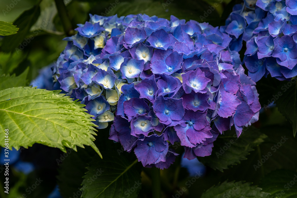 Closeup of classic blue hydrangea bush blooming in a garden
Closeup of classic blue hydrangea bush blooming in a garden