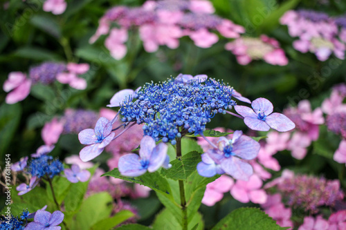 Hydrangea Serrata Bluebird lace cap variety