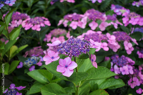 Hydrangea Serrata Bluebird lace cap variety