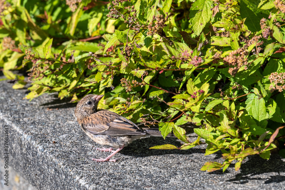 Naklejka premium Small brown bird perched on a cement wall in a garden 