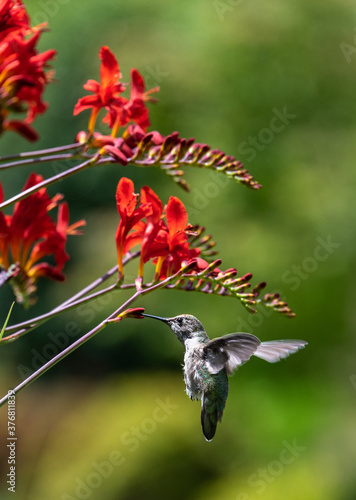 Hummingbird feeding on the red blooms of a crocosmia in a garden
 photo