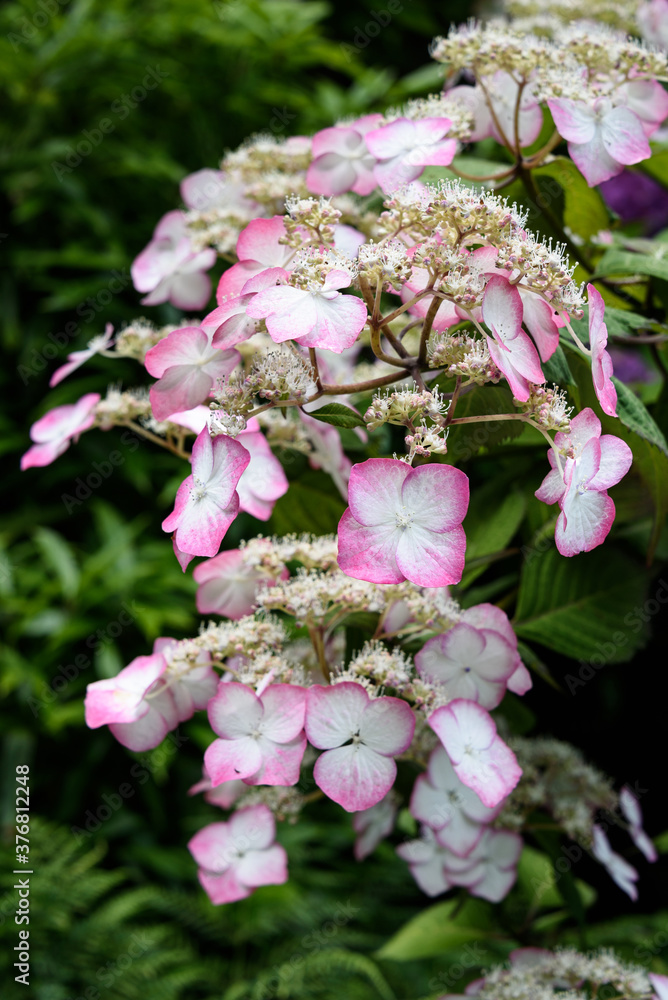 Closeup of white and pink Mountain Hydrangea blooms as a nature background
Closeup of white and pink Mountain Hydrangea blooms as a nature background