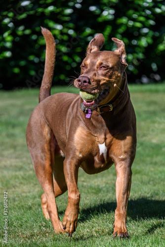 Two tone brown rescue dog running on a lawn with a tennis ball 