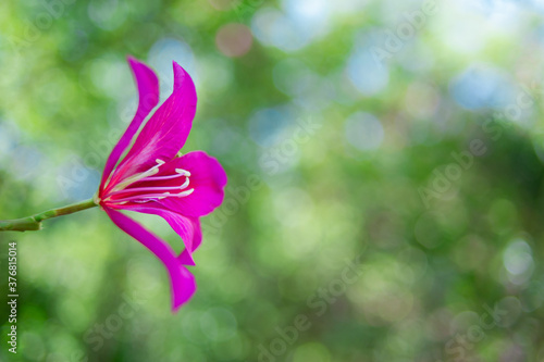 Beautiful purple pink flowers and white stamens.