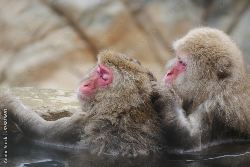 Naklejka premium 日本、長野県、温泉に浸かるニホンザル