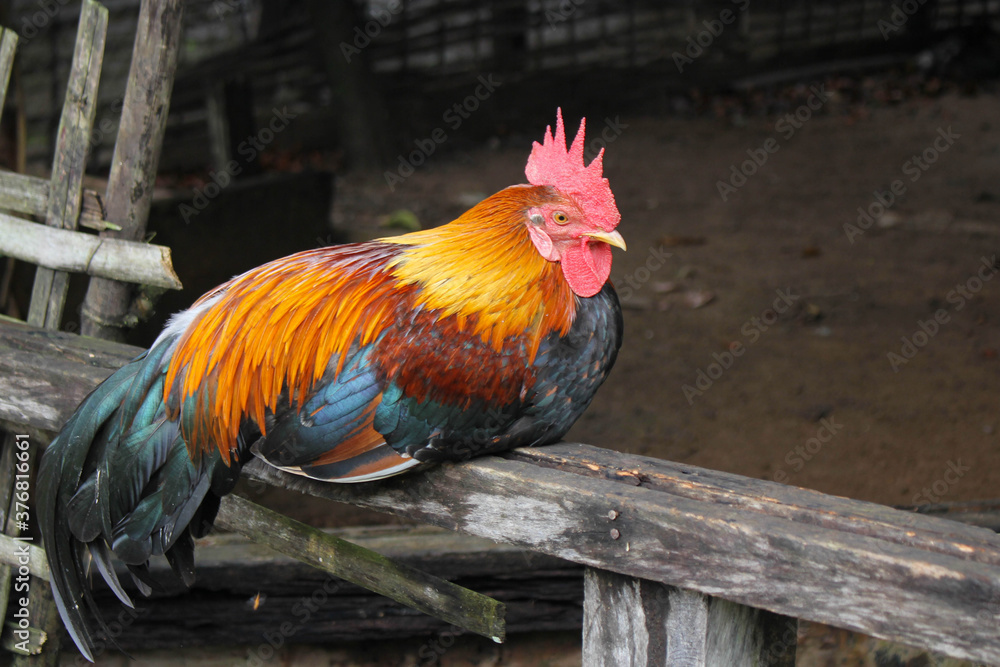Fototapeta premium beautyfull red chicken, wild chicken, chichen in asia Red Junglefowl