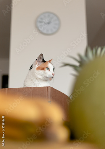 Cute cat inside box with fruits around
 (ID: 376816658)