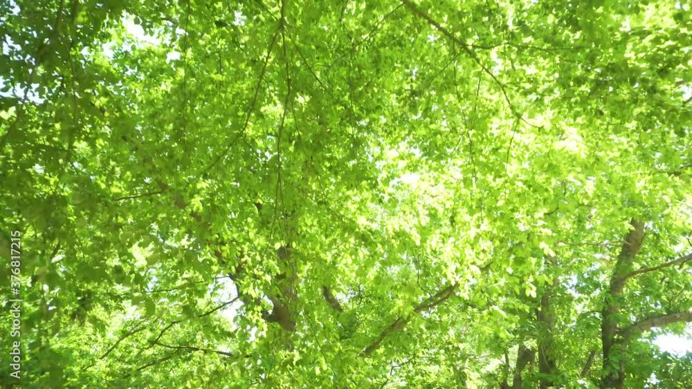 Wide shot looking up at green forest, tilting Wide shot looking up at green forest, tilting