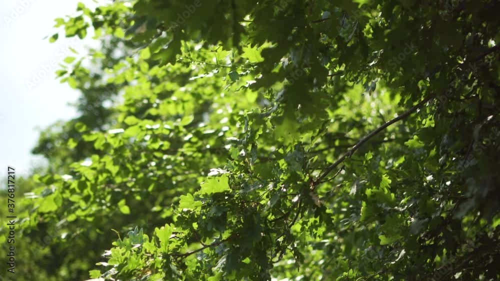 Close up of leaves in dense forest on sunny day Close up of leaves in dense forest on sunny day
