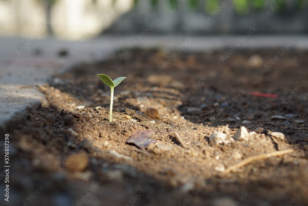 seedling are growing out from soil. Plants grain sprout grow. seedling are growing out from soil. Plants grain sprout grow.