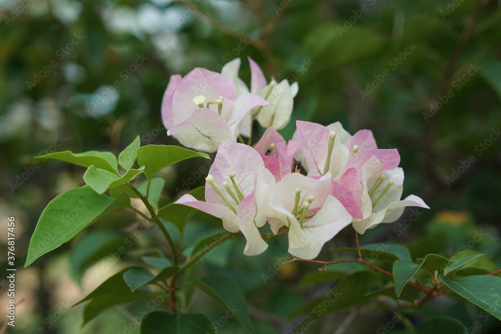Bougainvillea pink white on a blurred background Bougainvillea pink white on a blurred background