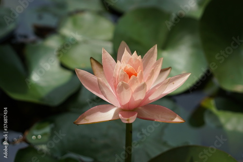 Light orange lotus flower picture in full bloom.