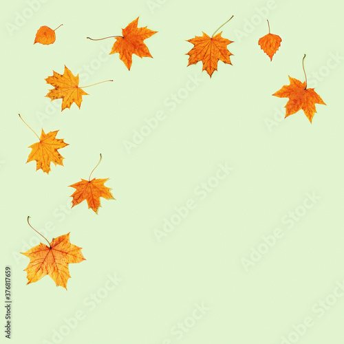 Beautiful yellow autumnal leaves of maple and birch on light green color paper. Autumn background.