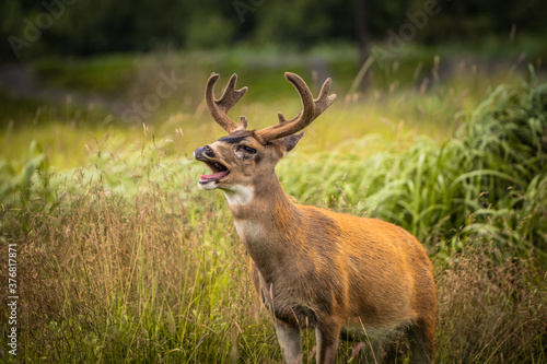 Photos Sitka Black-tailed Deer Buck Rutting in Tall Grass