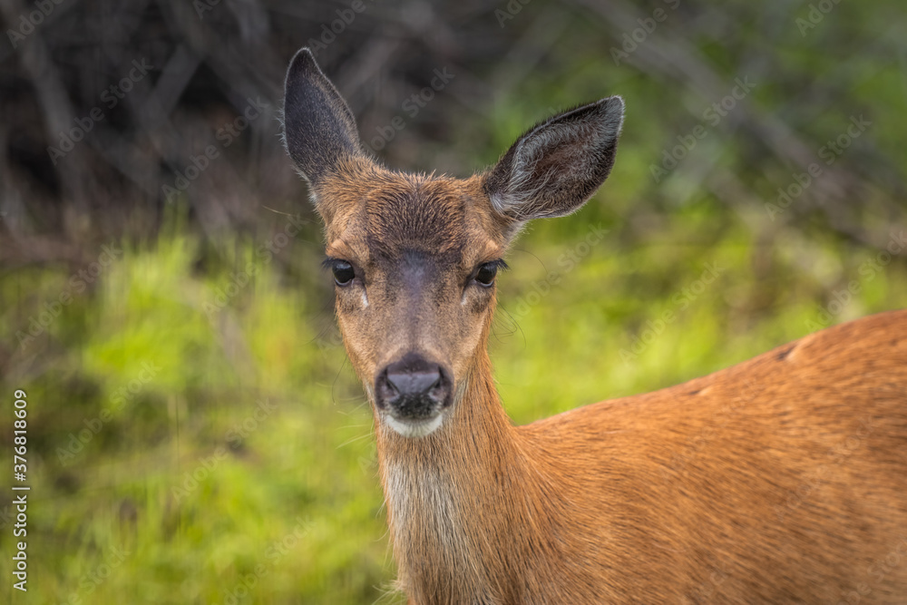 Sitka Black-Tailed Deer Doe Amongst Tall Grass Sitka Black-Tailed Deer Doe Amongst Tall Grass