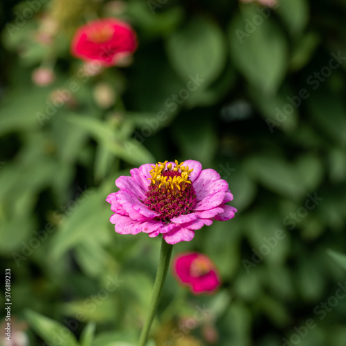 Bright pink and orange elegant zinnia flowers in the garden.